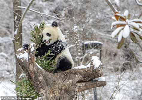 Un Bear Livable Worlds Only Known Albino Panda Is Caught On Camera