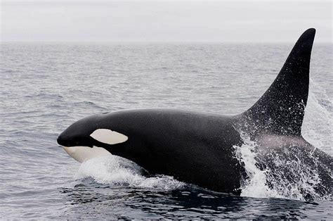 Pcbs Threaten To Wipe Out Half The Worlds Killer Whales Within Decades