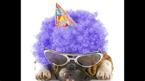 Happy Birthday Dogs Video Youtube