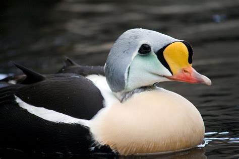 Be A Better Birder Duck And Waterfowl Identification Bird Academy