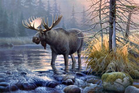 Moose Wallpapers Wallpaper Cave