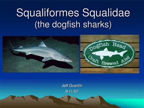 Ppt Squaliformes Squalidae The Dogfish Sharks Powerpoint