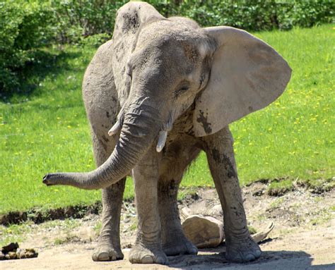 Apr 2022 Plains African Elephant Zoochat