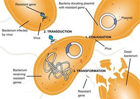 Bacterial Growth And Reproduction The Microbiologist