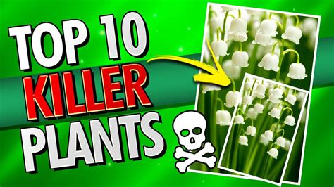 Top 10 Most Dangerous Plants Youtube