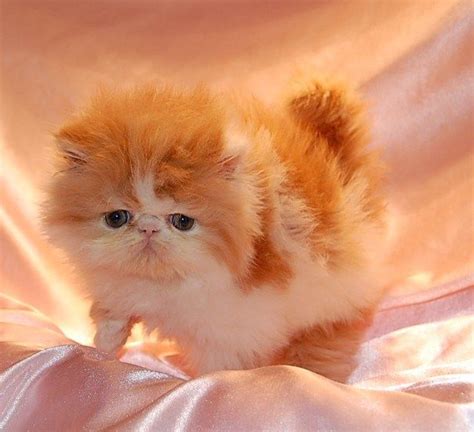 Fabulous Whiskers 16th February 2015 Persian Kittens Persian Cat