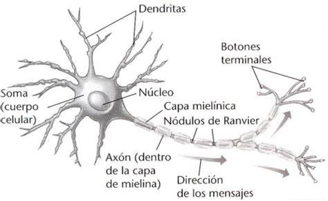 La Neurona Y Sus Partes Para Colorear