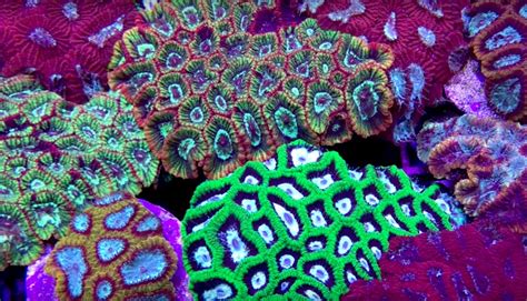 A Tour Of The Frag Farm Of Worldwide Corals Video Reef Builders
