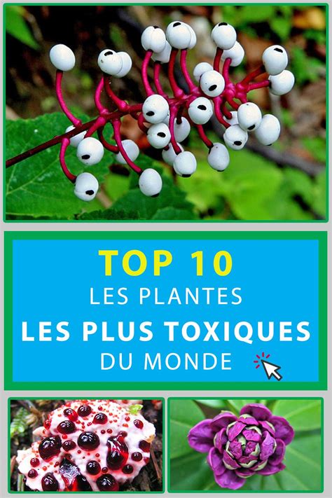 Top Les Plantes Les Plus Toxiques Du Monde Plante Plantes