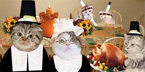 Happy Thanksgiving 2017 Cats Thanksgiving2017 Christmas Movies