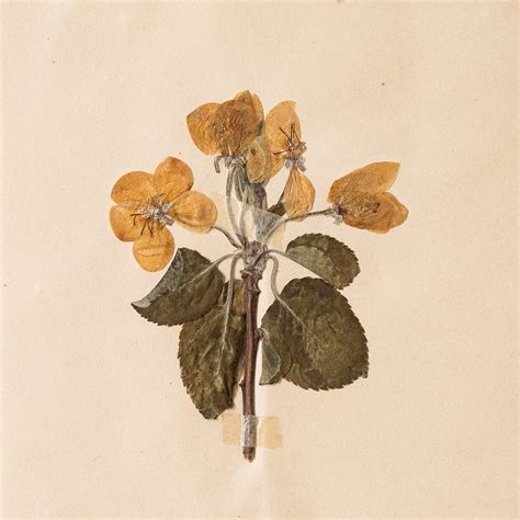 Herbarium, unique botanical specimens, - LASSCO - England's prime ...
