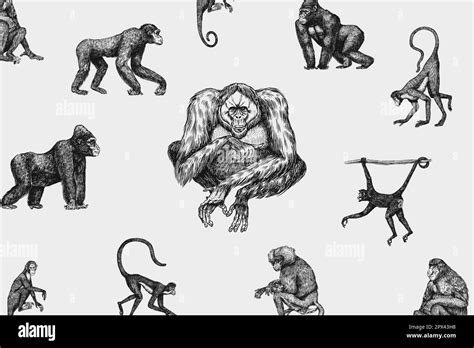 Bonobo or chimpanzee, Western gorilla , Orangutan in vintage style