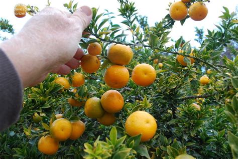 Plantfiles Pictures Citrus Sour Orange Chinotto