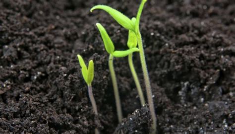 How To Germinate Your Tomato Seeds Garden Guides