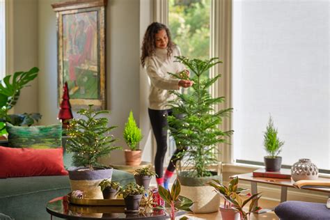 The Benefits Of A Living Christmas Tree Bloomscape