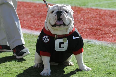 Georgia Live Bulldog Mascot 7 Things To Know About Uga