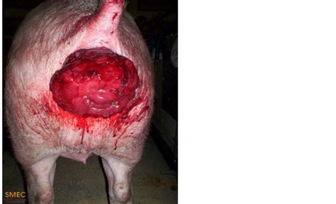 Prolapse Incidence In Swine Breeding Herds Is A Cause For