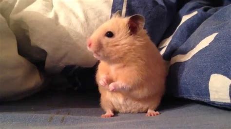 Хомяк умывается Hamster Washing His Face Youtube