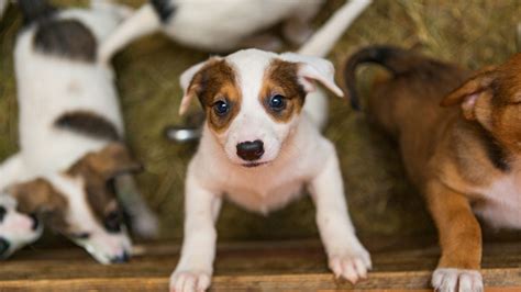 Puppy Mills Animal Legal Defense Fund