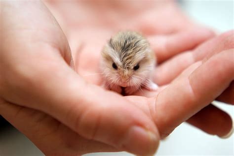 This Tiny Angry Looking Hamster Raww