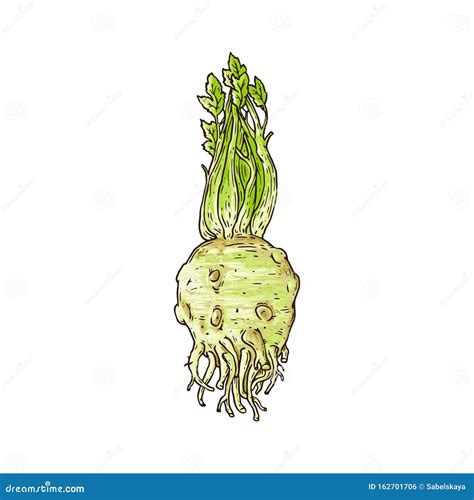 Whole Celery Root Plant Isolated On White Background Stock Vector