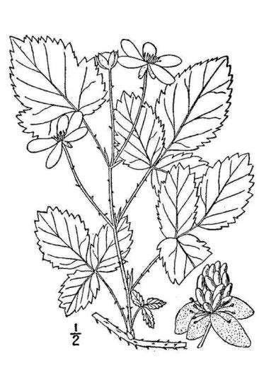 Baileys Dewberry 211429 Common Name Rubus Baileyanus