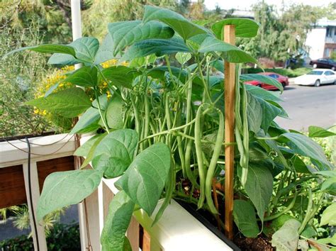 10 Easy Edibles To Grow In Containers Potager Facile Jardinage