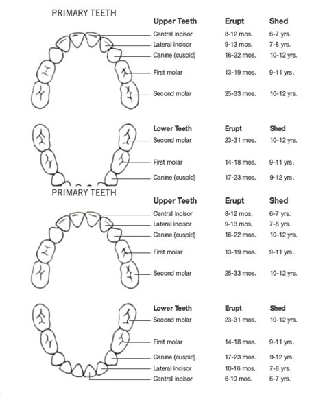 7 Baby Teeth Growth Chart Templates Free Sample Example Format