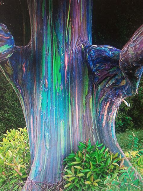 Rainbow eucalyptus trees with videos | Best Rainbow eucalyptus tree and Eucalyptus tree ideas