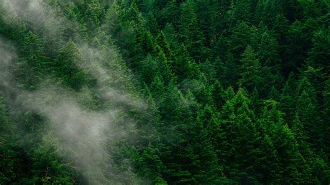 Download Wallpaper 1920x1080 Forest Trees Fog Top View Full Hd Hdtv