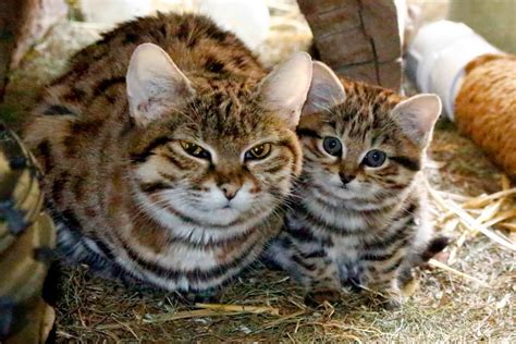 This Is A Full Grown Black Footed Cat Next To Her Kitten At A 60