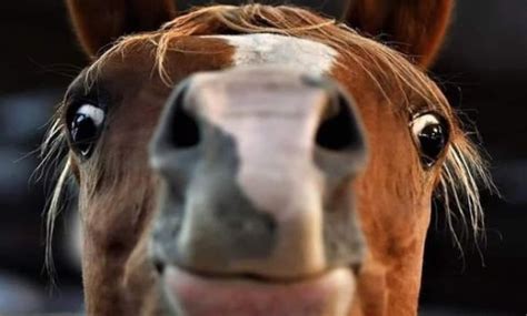 Top 50 Funny Horse Names Petpress