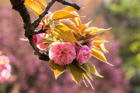 Cherry Blossoms With Raindrops Stock Photo Image Of Drop Scenic