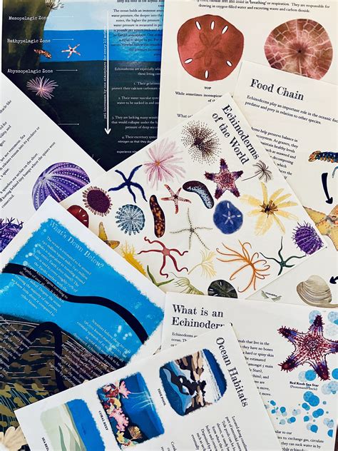 Prep Pack Echinoderms Chickie And Roo Homeschool