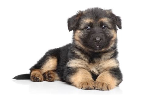Ranges from $300 to $2,000. How Much Does A German Shepherd Cost? Ultimate Buyer's Guide - Perfect Dog Breeds