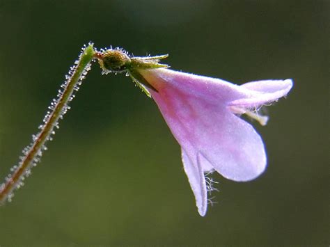 Linnea, Linnaea borealis - Blomster - NatureGate