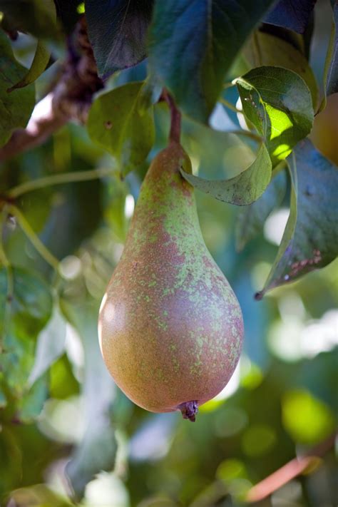 Pear On Tree Free Stock Photo Public Domain Pictures