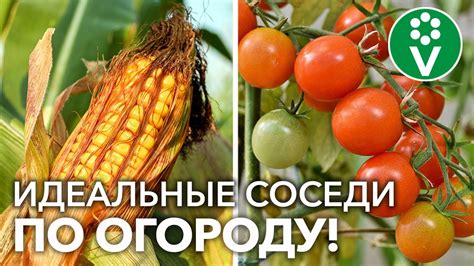 Купить саженцы луковицы рассаду в Киеве заказать в Украине почтой в интернет магазине