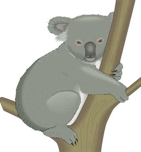 Koala Clipart Easy Koala Easy Transparent Free For Download On