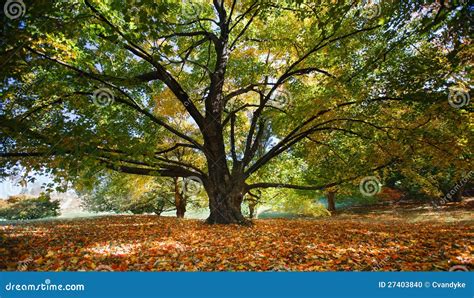 Majestic Maple Tree Trunk And Branches Virginia Stock Photo Image Of