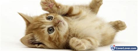 Cute Cat 2 Animals Facebook Cover Maker