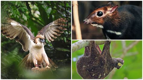 5 Unique Animals Found Only In The Philippines