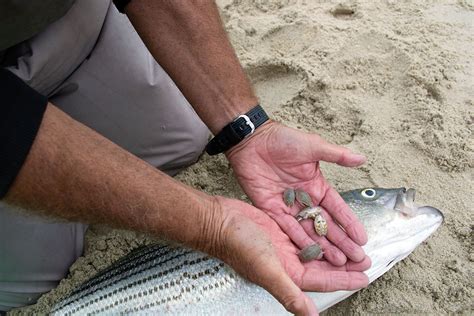 What Fish Eat Sand Fleas Fishing Form