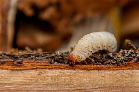 Holzwürmer: Erkennen, vorbeugen & bekämpfen - Plantura