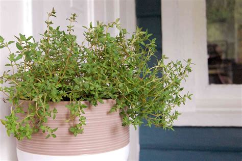 How To Grow Thyme Indoors