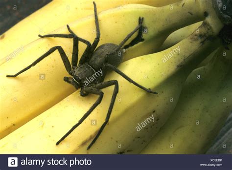 Banana Spiders High Resolution Stock Photography And Images Alamy
