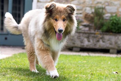 How To Choose The Perfect Dog Breed