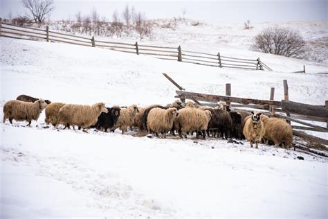 Premium Photo Herd Of Sheep Eat The Hay Meadow Covered With Snow
