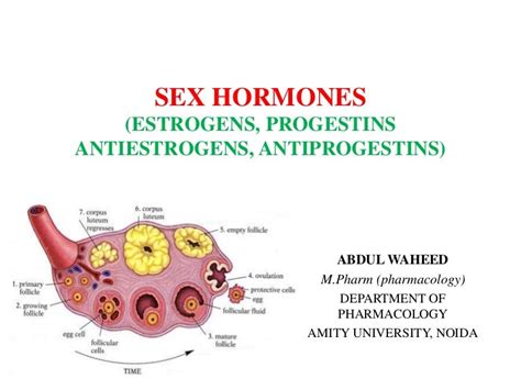 Sex Hormones Free Download Nude Photo Gallery