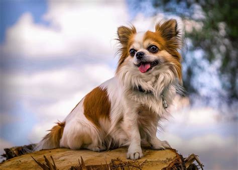 Chihuahua Pelo Longo Veja Aparência Preço Cuidados E Mais Guia Animal